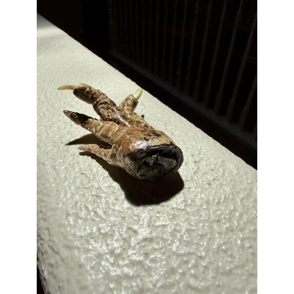 Alligator Foot - 3.5 x 2 in Oddities, Witch, Wiccan, Spells, Taxidermy, Reptile